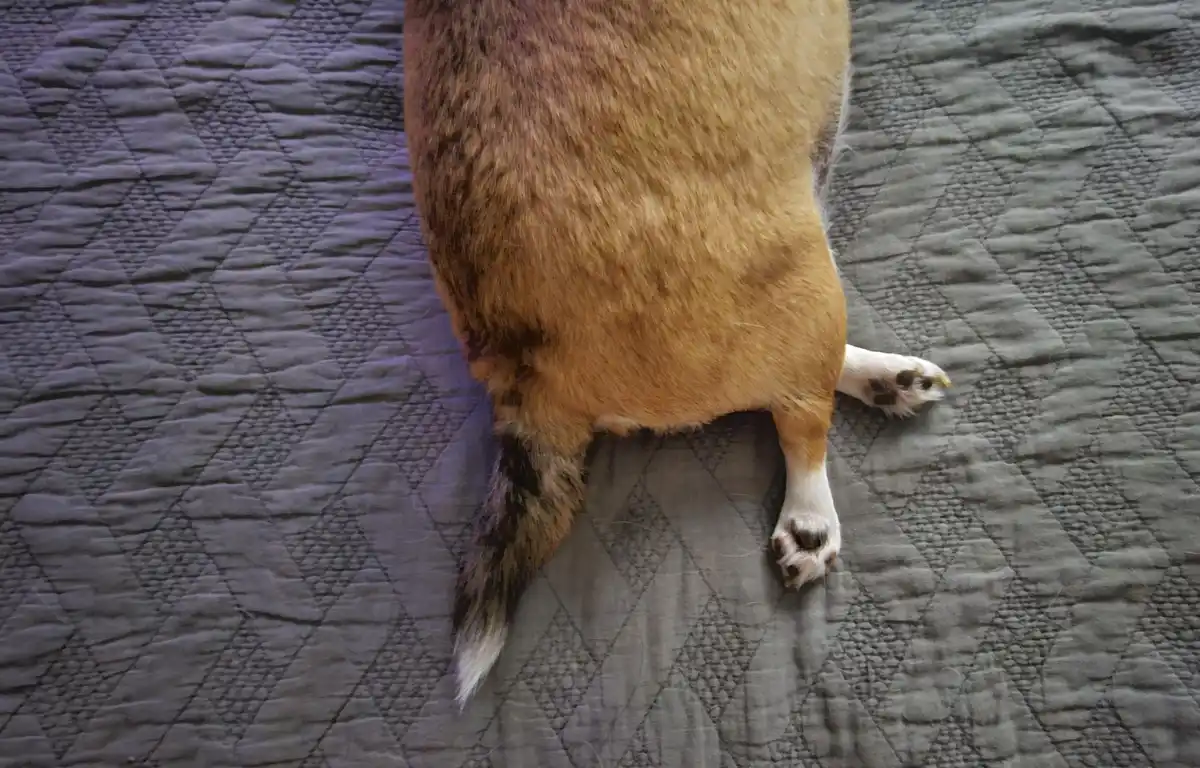 A close-up photo shows the rear end of a tan and white dog lying on a gray quilted bedspread, with its fluffy tail and paws…