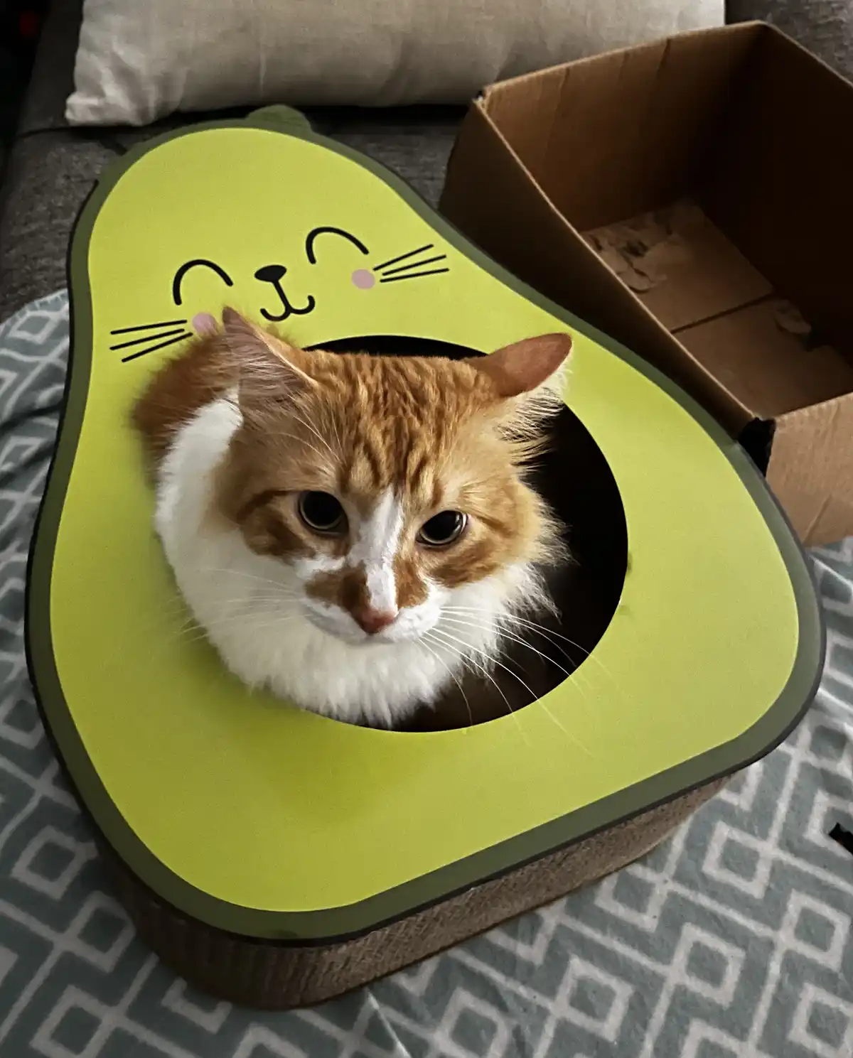 An orange and white cat with a fluffy white chest peers out from a green avocado-shaped cat bed that has a cartoon cat face…
