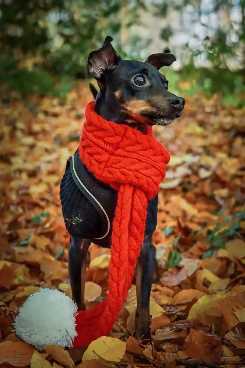 Meet Opie: The Iconic Character Everyone Loves