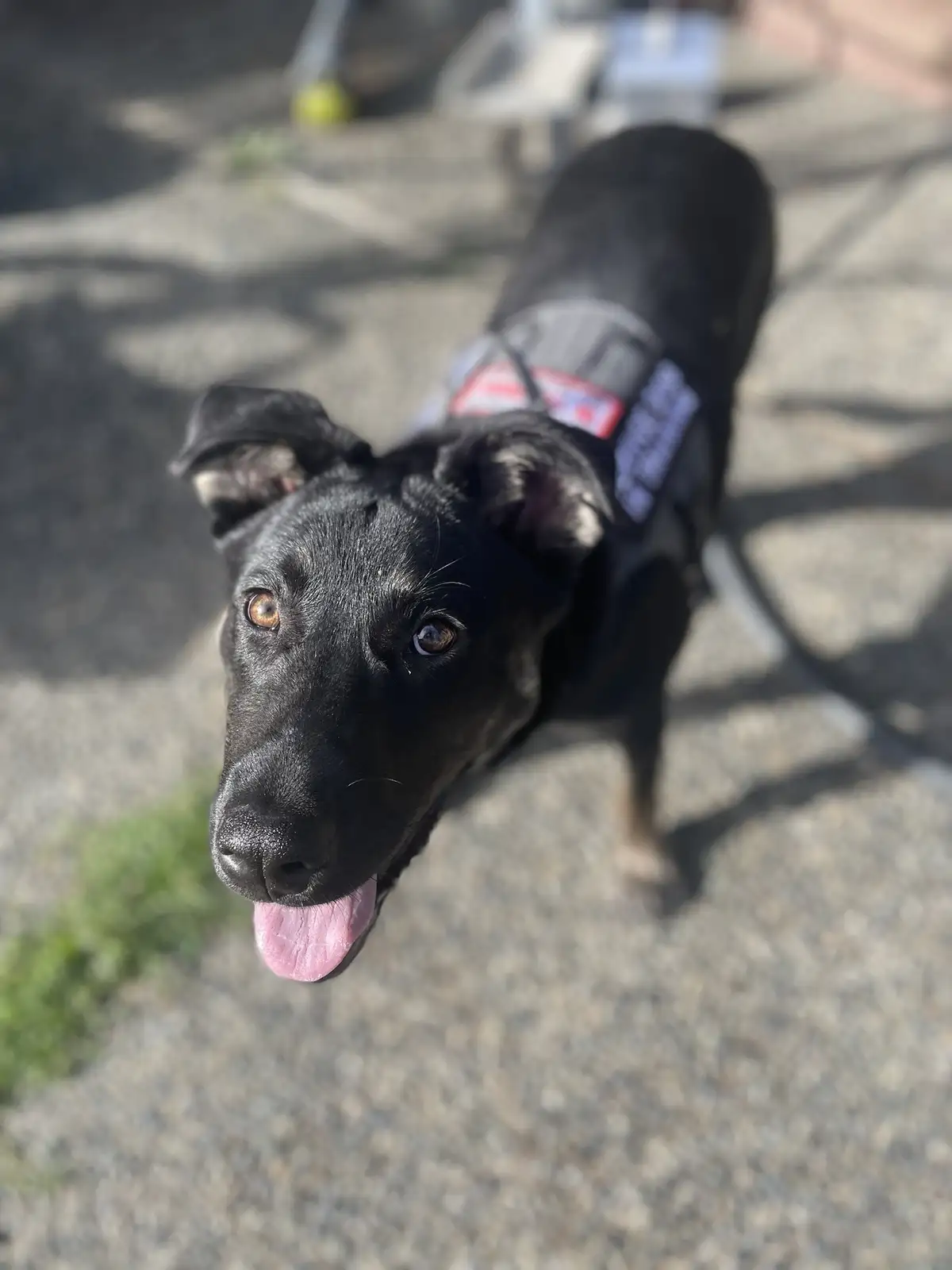 A black dog with brown eyes and a pink tongue sticking out looks up at the camera while wearing a gray vest with red and…