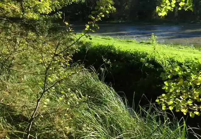 A serene outdoor photo shows a grassy bank with trees and bushes framing a view of a calm body of water under bright…