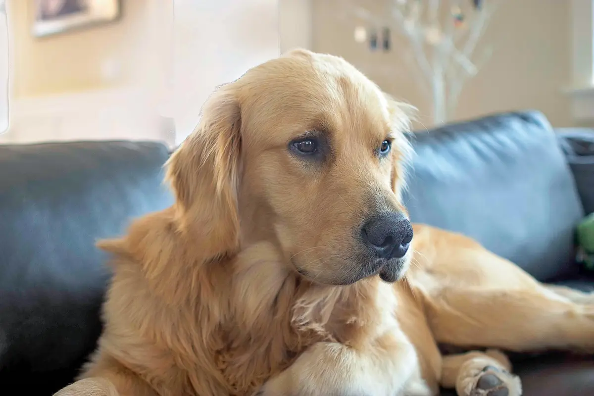 A golden retriever is lying on a dark couch with a sad, soulful expression, looking off to the side. The overlaid text reads…