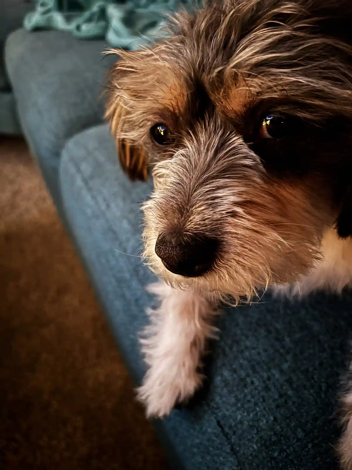 A close-up photo of a small, scruffy dog with brown and white fur, sitting on a blue couch and looking up with large…