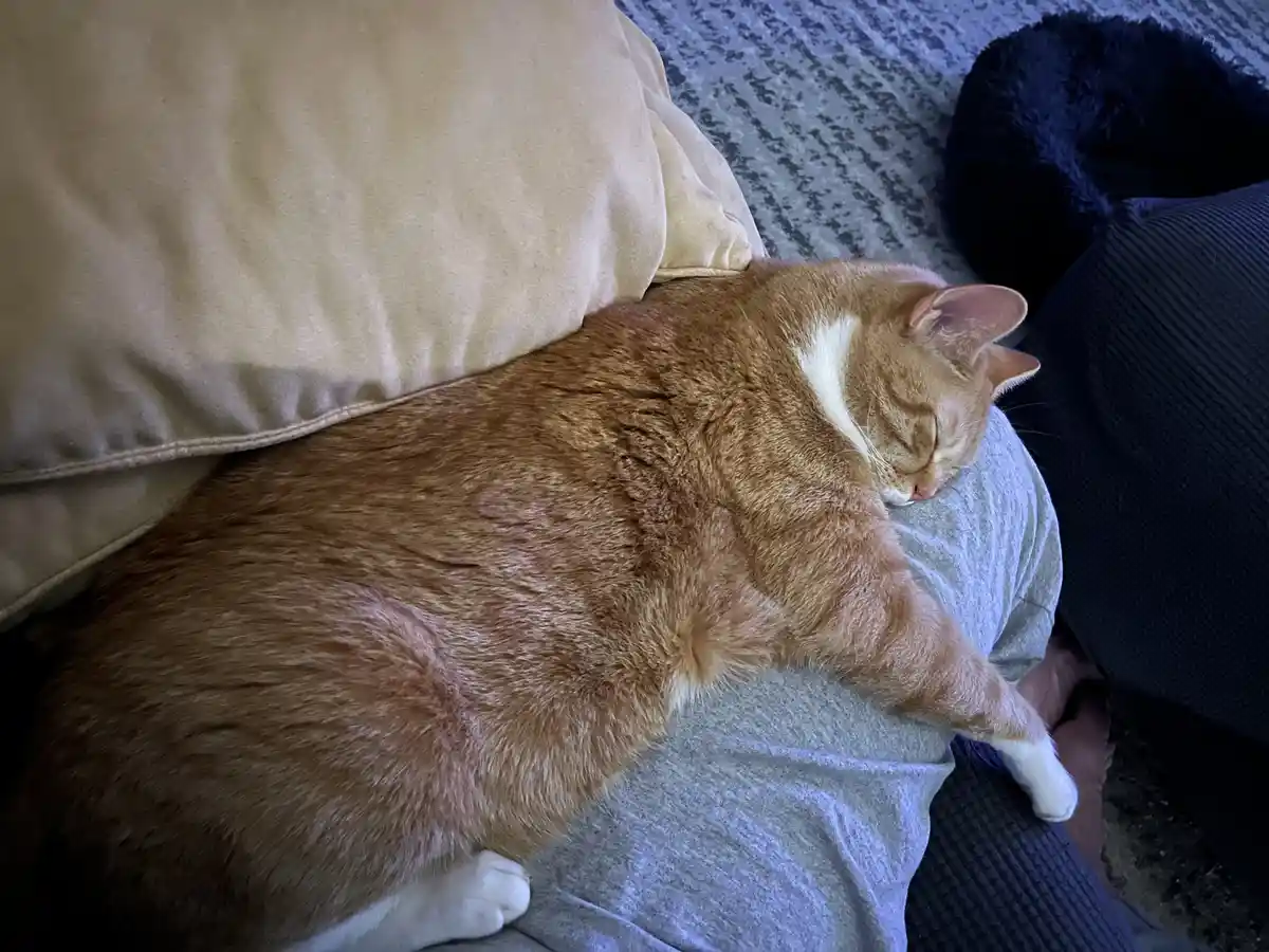 An orange tabby cat with white paws is curled up and sleeping soundly on a person's lap, which is covered by a grey t-shirt…