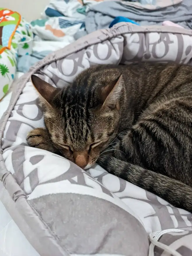 A tabby cat is curled up and sleeping soundly inside a grey and white patterned pet bed, with its eyes closed and head…