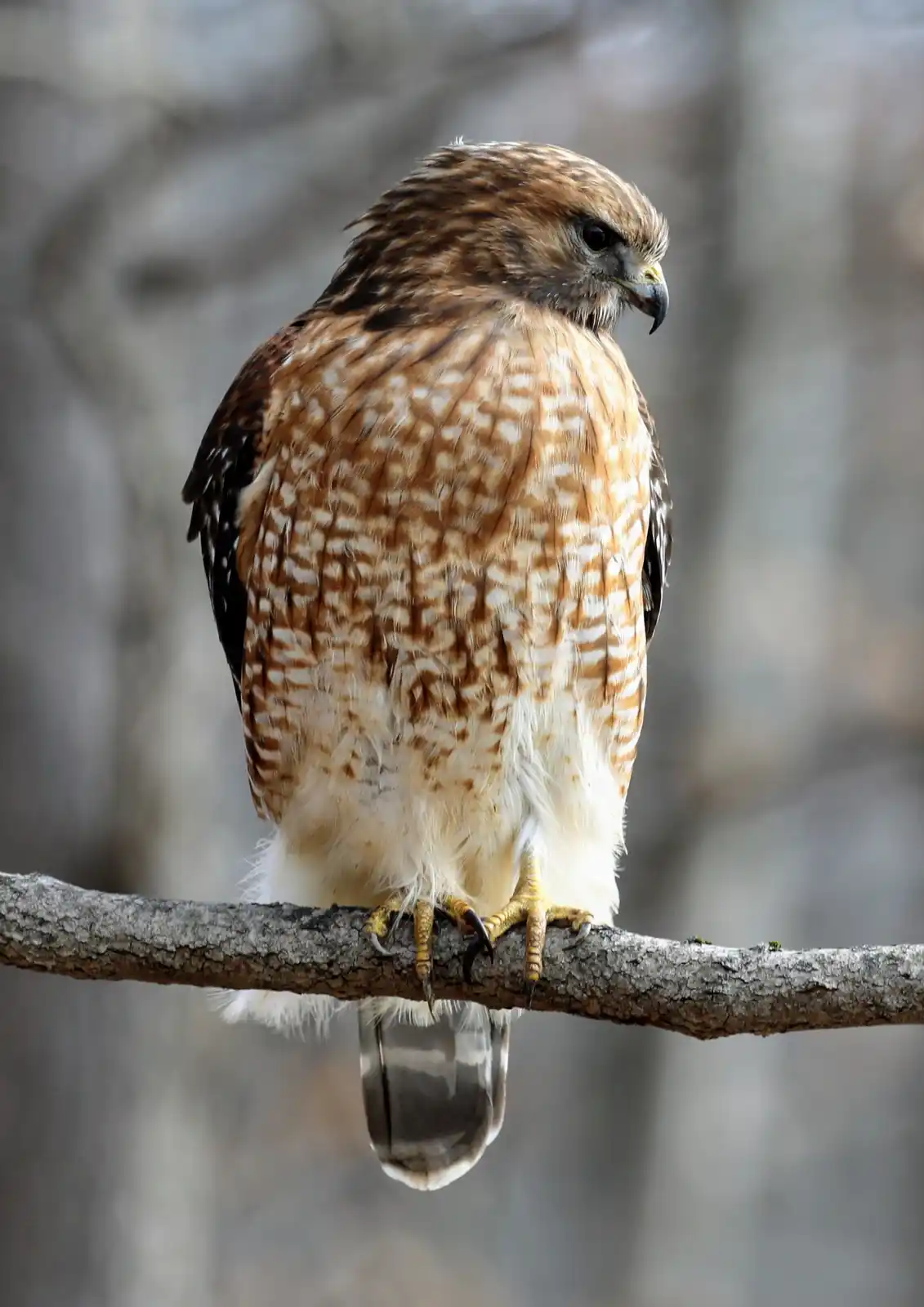 A hawk perched on a tree branch, viewed from behind, with its head turned slightly to the side. The bird has brown and white…