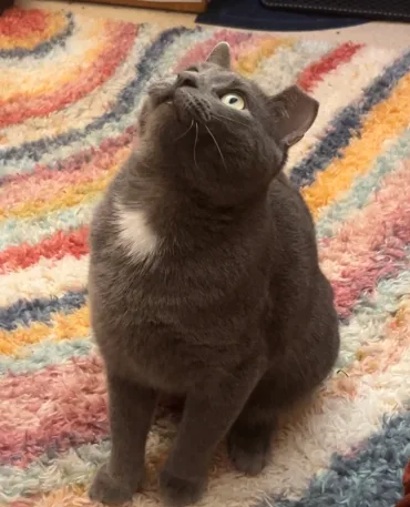 A gray cat with a white chest patch sits on a colorful striped rug, looking upward with wide eyes. The text overlaid on the…