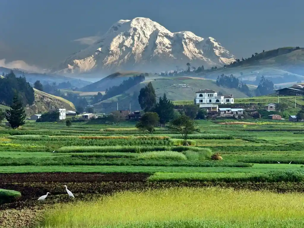 A scenic landscape photo shows rolling green hills with terraced farmland in the foreground, a few white birds standing in a…
