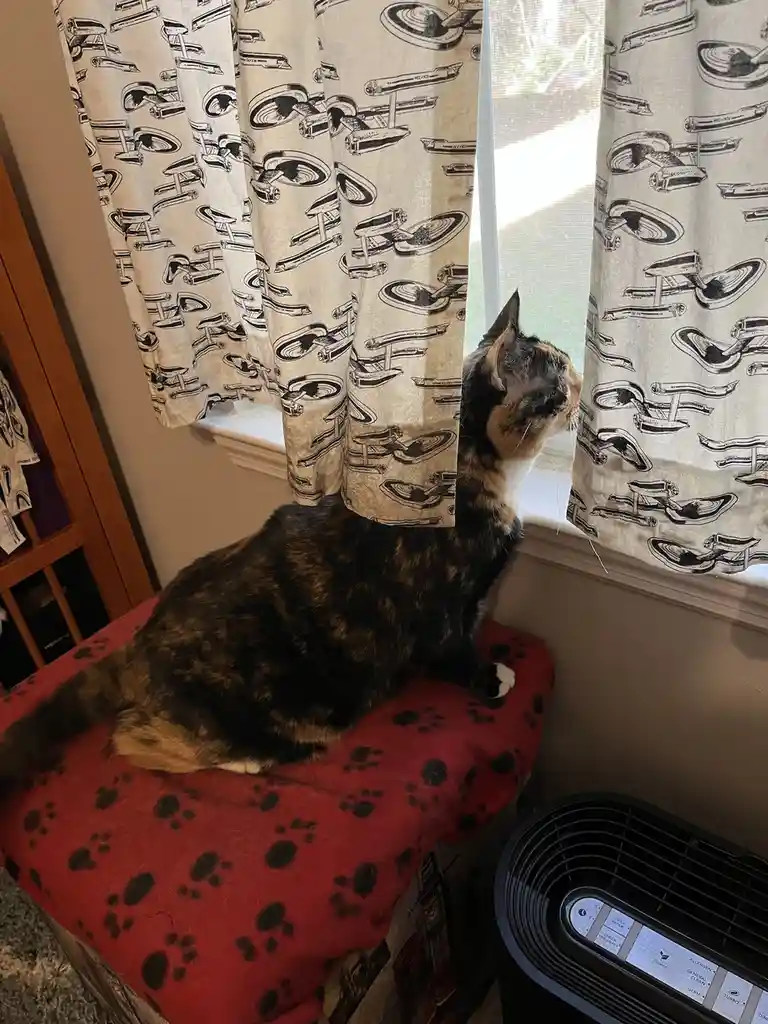 A calico cat sits attentively on a red paw-print blanket, gazing out a window partially covered by curtains printed with…