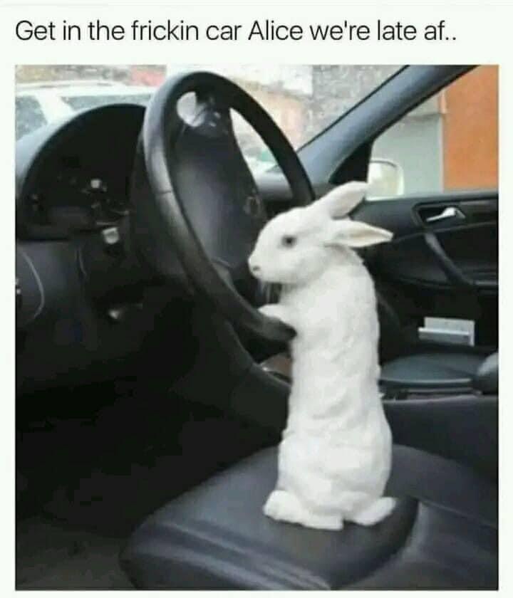 A white rabbit stands upright on a car's driver's seat, gripping the steering wheel as if driving. The overlaid text reads…