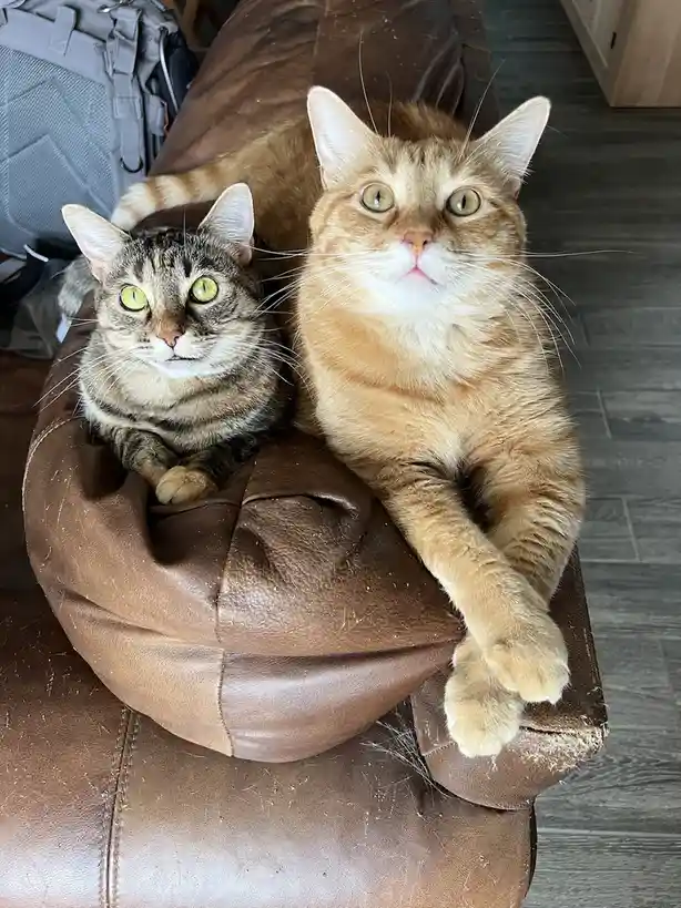 Two cats, one tabby and one orange, sit side-by-side on a brown leather couch with wide, unimpressed eyes. The tabby cat on…