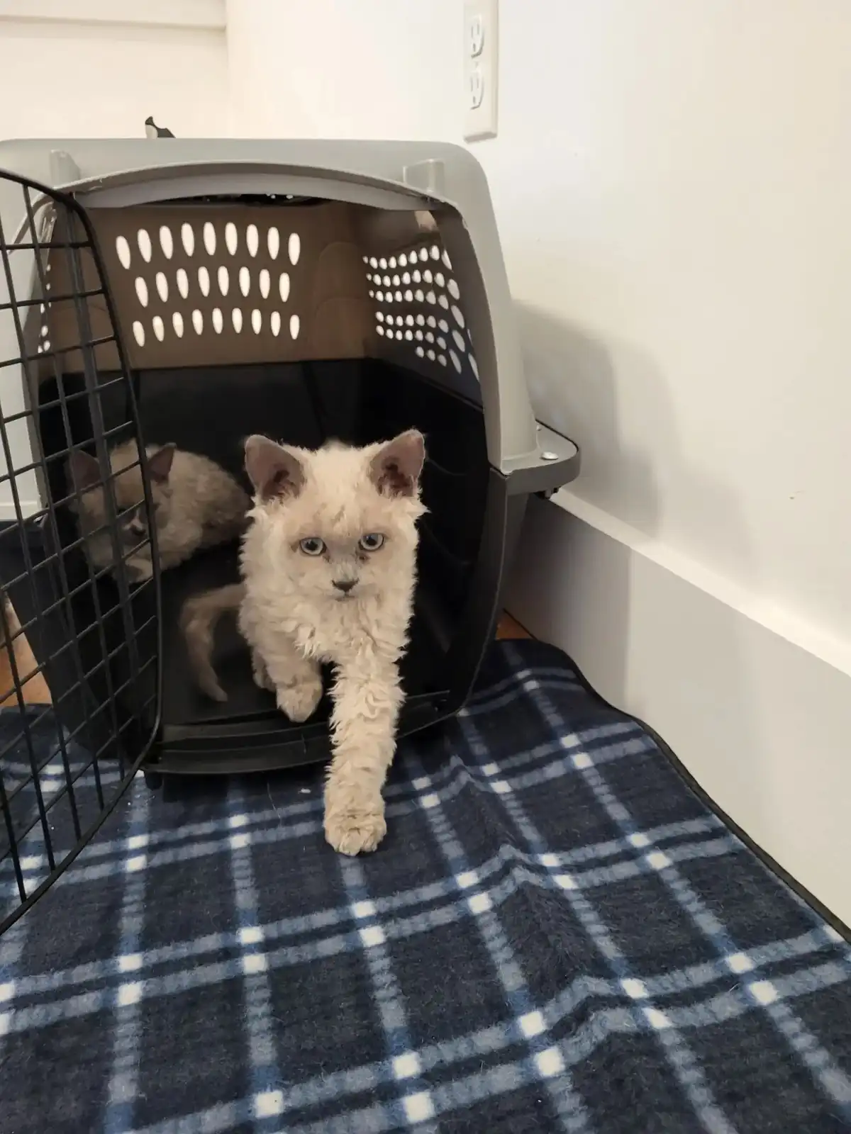 A small, fluffy, curly-haired kitten with wide blue eyes is stepping out of an open pet carrier onto a blue and white plaid…