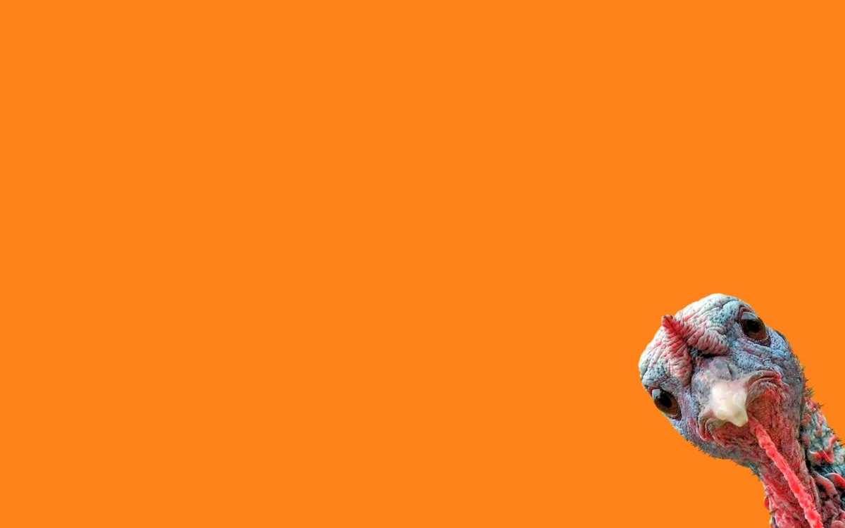 Quirky Zoom Background: My Silly Turkey Creation
