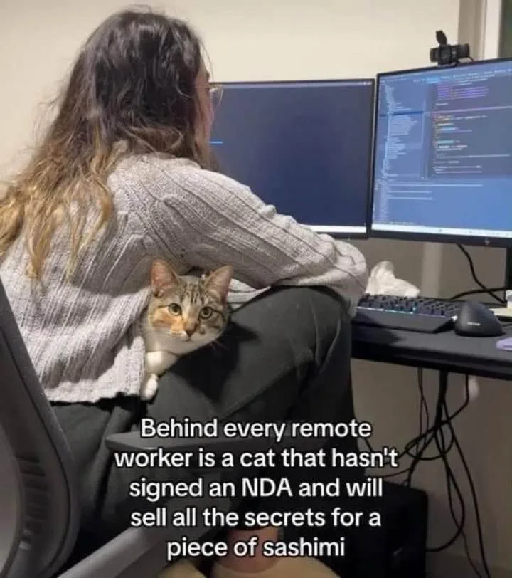 A person with long hair sits at a desk facing two computer monitors, one showing code. A tabby cat is nestled in their lap…