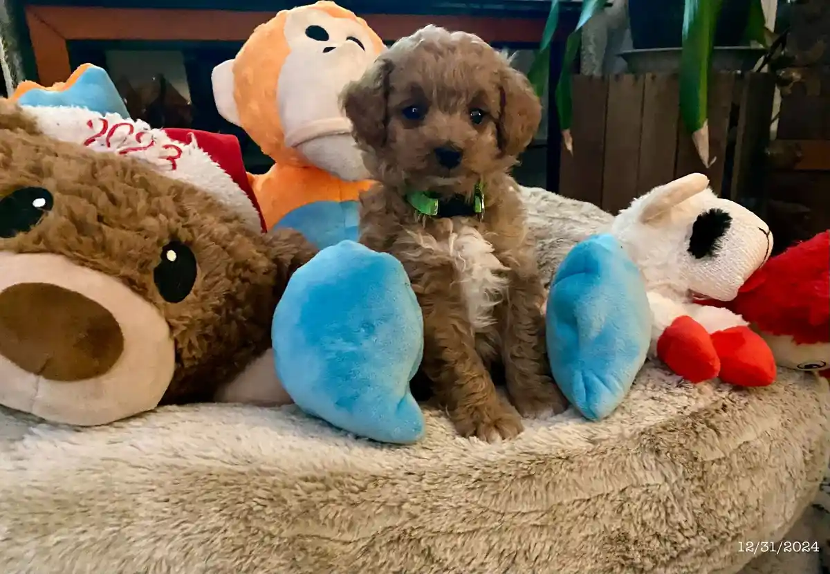 A Cozy Collection of Stuffed Animal Friends