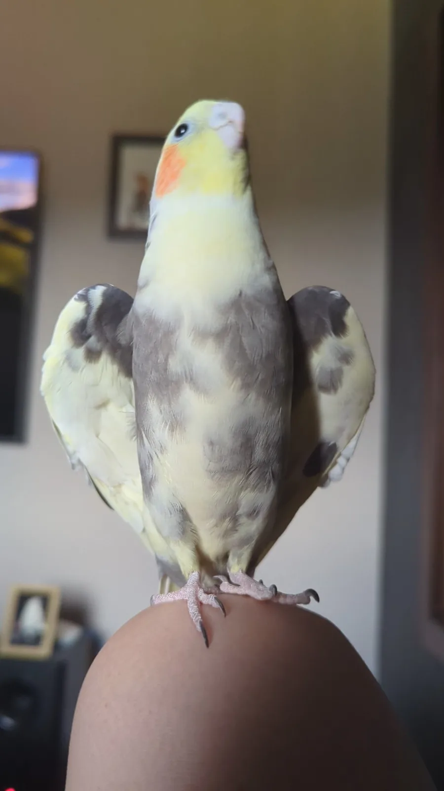 A yellow and grey cockatiel perched on a person's shoulder with its wings spread wide, looking upward. The bird has a…
