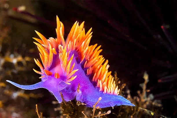 a vibrant purple and orange sea slug with feathery orange appendages rests on a dark, textured underwater surface. the…