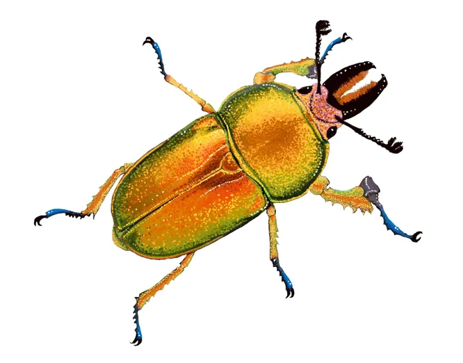 A colorful, detailed illustration of a stag beetle with iridescent green and orange shell, blue-tipped legs, and large…