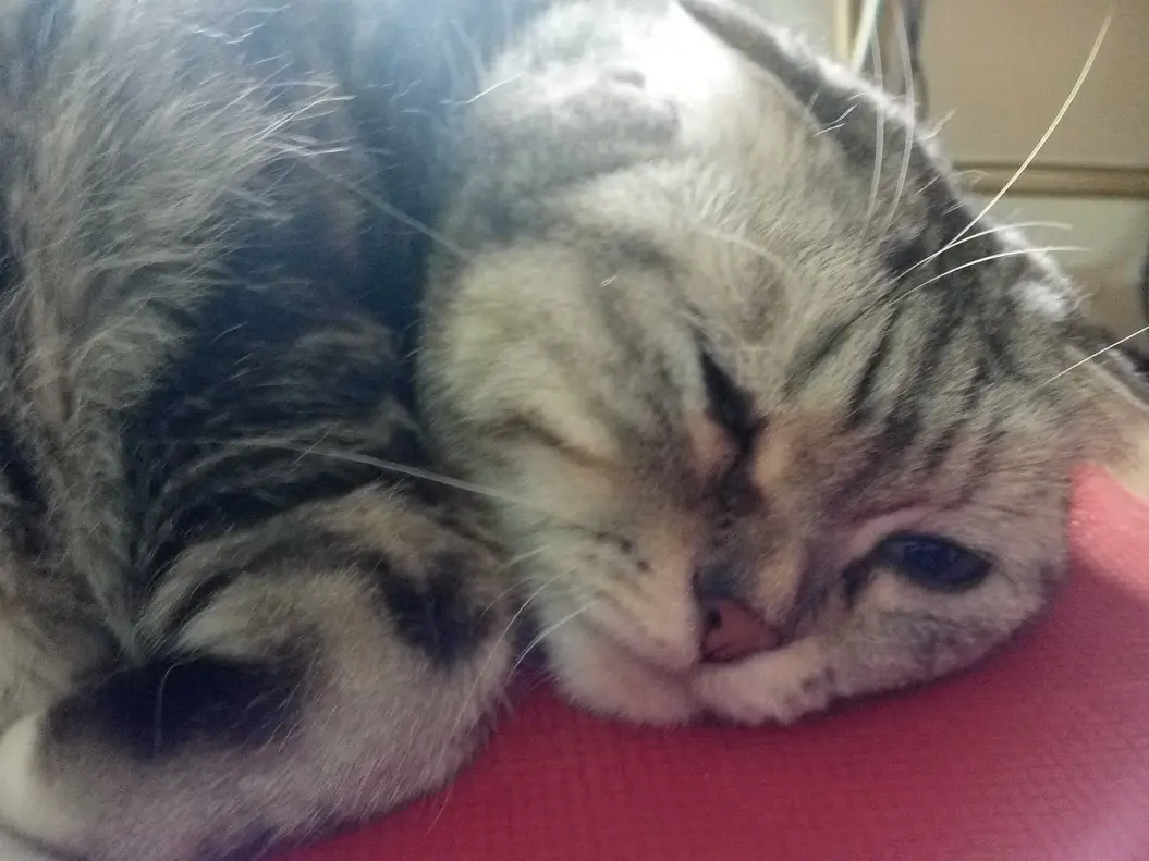 a close-up photo of a tabby cat sleeping with one eye open and one eye closed, resting its head on a red surface. The cat's…