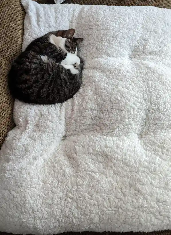 A tabby and white cat is curled up tightly in a ball, sleeping soundly on a fluffy white blanket that's placed on a brown…