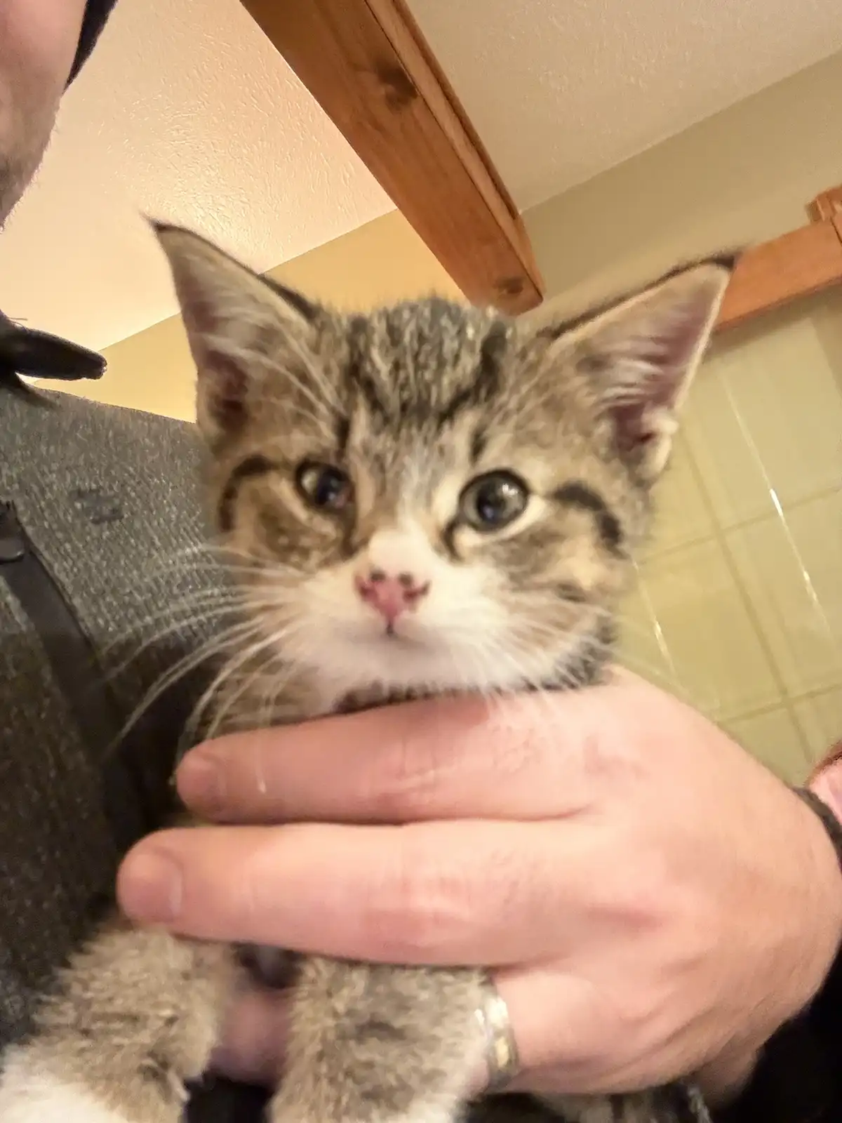 A close-up photo shows a small tabby kitten with wide, innocent eyes being held gently in a person's hands. The kitten has a…
