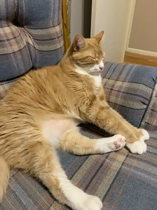An orange and white cat is lounging on a plaid couch with its eyes closed and paws stretched out, appearing very relaxed…