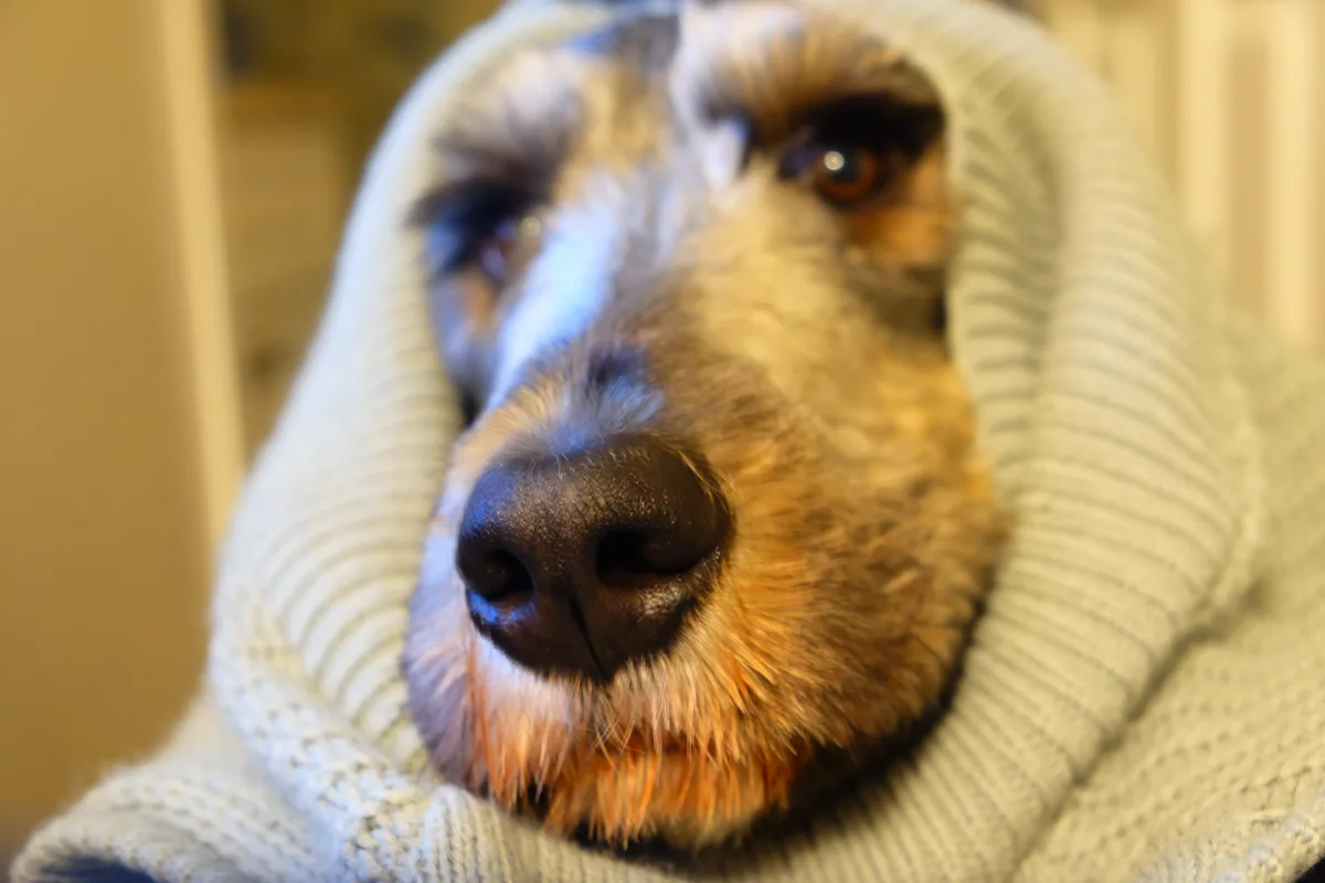 A close-up photo of a dog's face peeking out from under a light-colored knitted blanket, with its eyes looking upward. The…