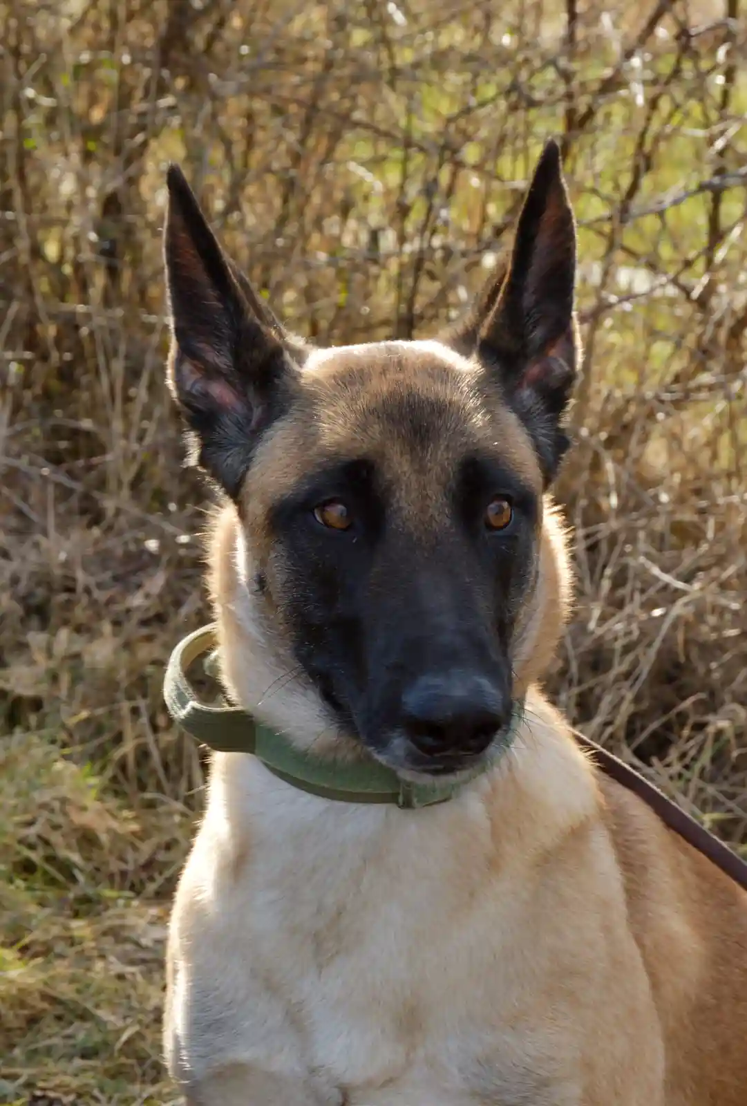 A close-up photo of a tan and black Belgian Malinois dog with pointed ears and a green collar, looking directly at the…