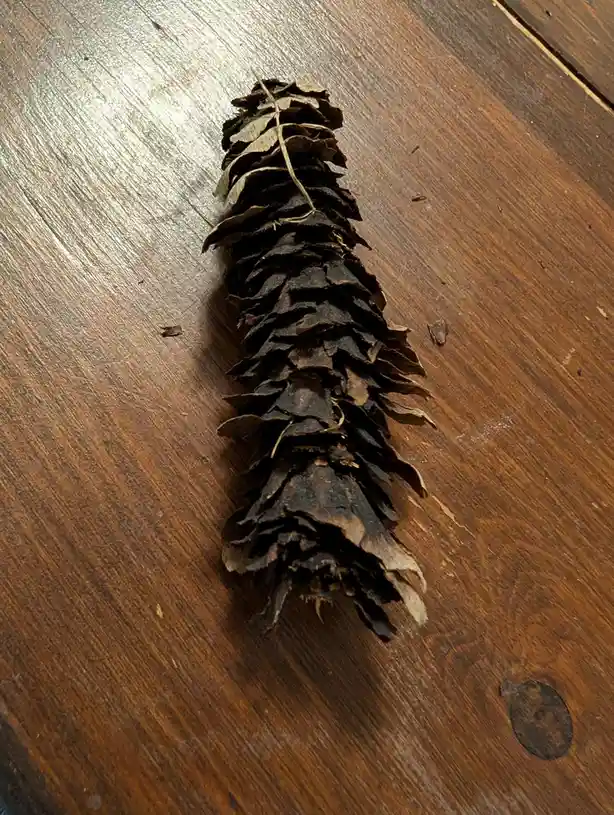 A dried, dark brown pinecone with open scales lies diagonally on a polished wooden floor, its texture and shape resembling a…