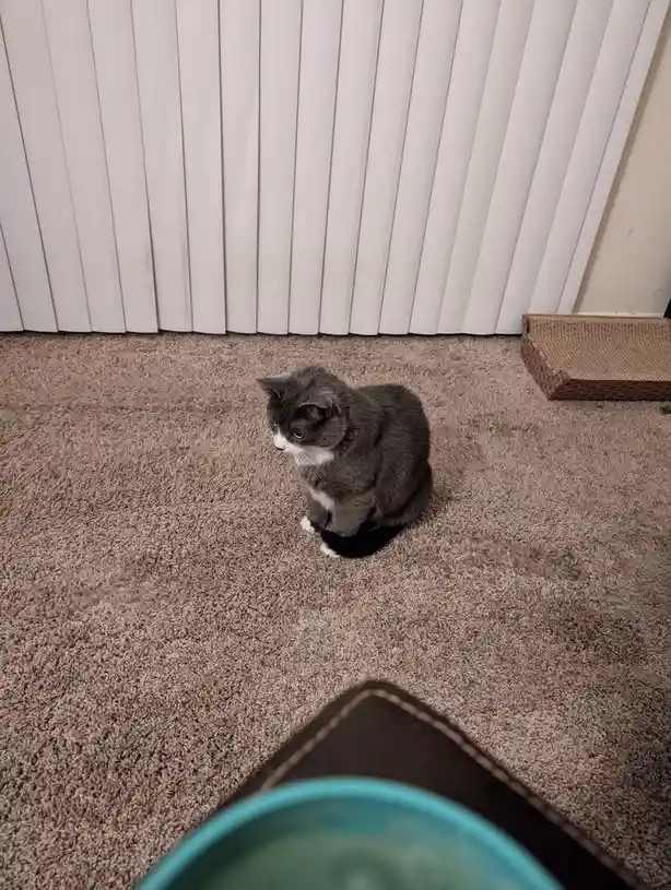A gray and white cat sits on a beige carpet, looking away with a dejected expression, while the bottom of the image shows…