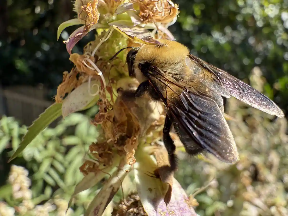 A close-up photo shows a large, fuzzy, yellow-and-black bee clinging to a wilting, dried flower head with green foliage in…
