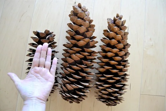 A person's open hand is placed next to three large pinecones on a light wood floor, visually demonstrating that the…