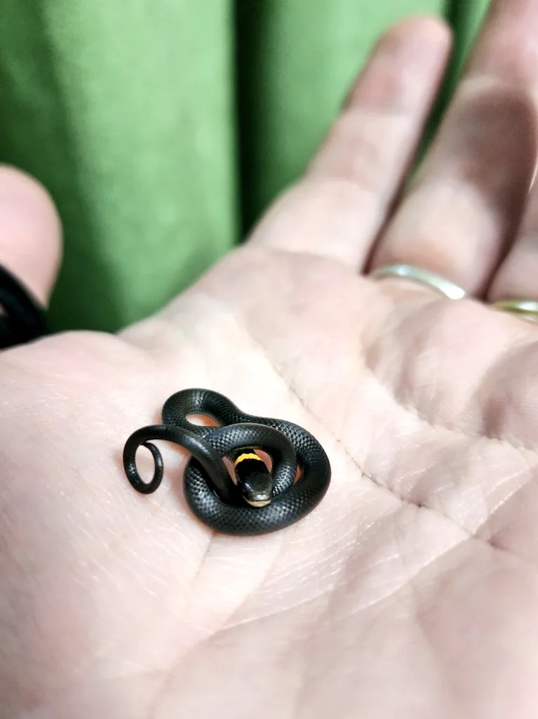 Meet Our Adorable Lil Ringneck Rescue: It's So WEE!!!
