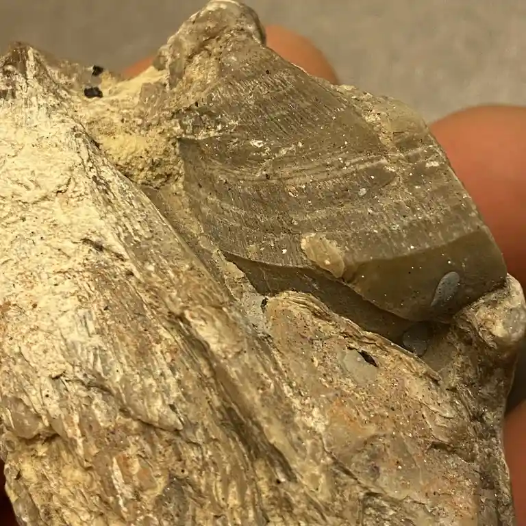 A close-up photo shows a rough, beige and gray rock held in someone's fingers, with natural striations and textures that…