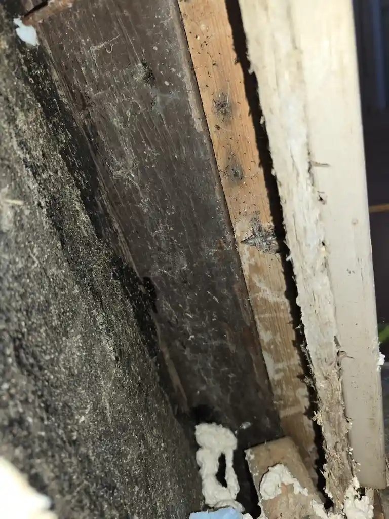 A close-up photo shows a dark, dusty corner of a room with old wooden beams and insulation material. The overlaid text reads…