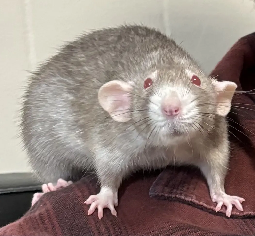 A close-up photo of a gray rat with red eyes and pink paws standing on a brown textured blanket, looking directly at the…