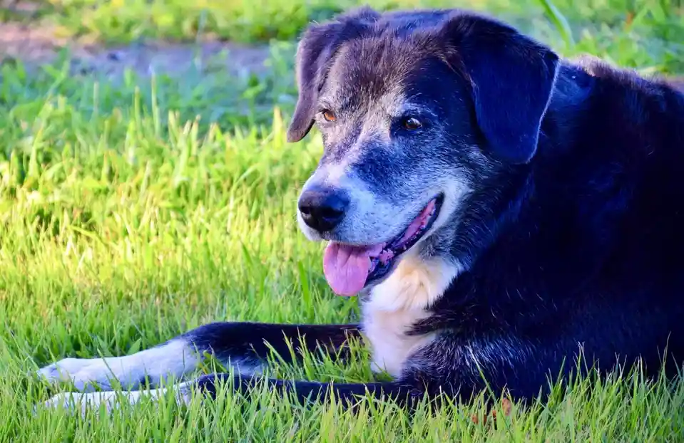 a black and grey senior dog with a white chest and muzzle lies relaxed in vibrant green grass, tongue slightly out, looking…