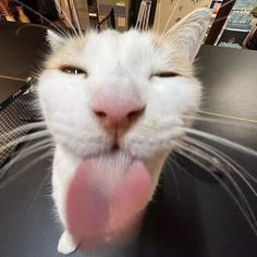 a close-up of a white cat with orange patches, its eyes half-closed and tongue sticking out, looking relaxed. The text…