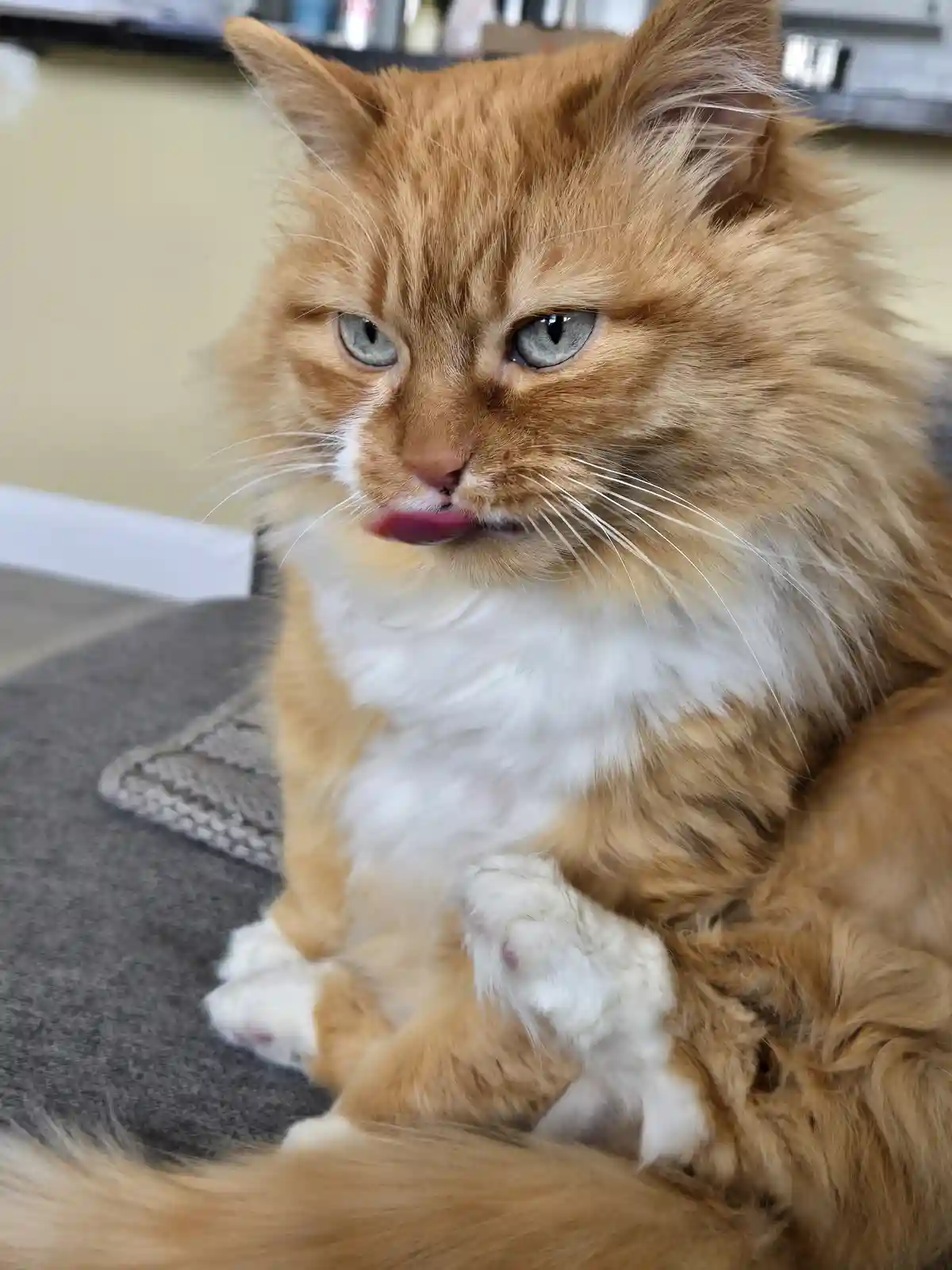 A fluffy orange and white cat with blue eyes sits on a gray rug, licking its lips while looking directly at the camera with…