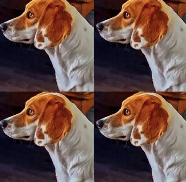 The image is a four-panel grid showing the same beagle dog in profile, looking slightly to the left. The dog has white fur…