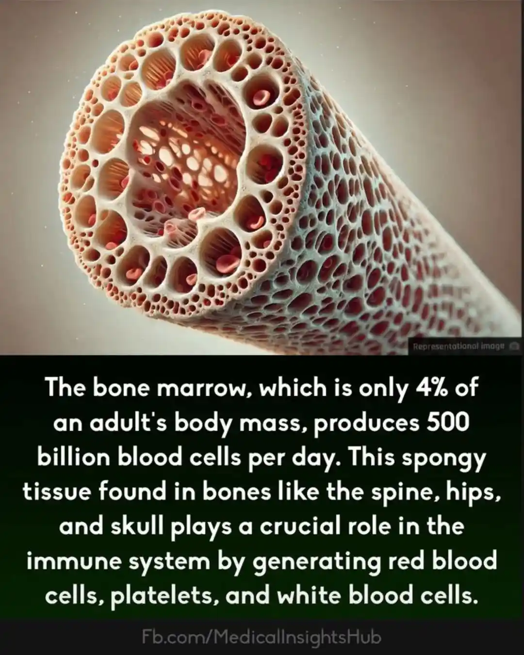 The image shows a detailed cross-section of bone marrow, revealing its spongy, porous structure with red blood cells visible…