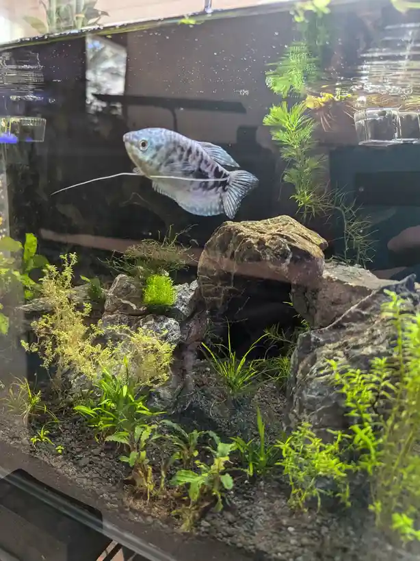 A blue and black patterned gourami fish swims in a well-decorated aquarium with rocks, green plants, and gravel substrate…