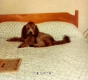 A brown, long-haired dog lies sprawled across a bed with a floral-patterned comforter and wooden headboard. A small wooden…