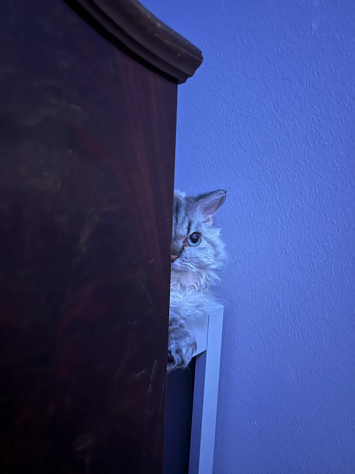 A fluffy, silver tabby cat with striking blue eyes peeks cautiously from behind a dark wooden piece of furniture, its paw…