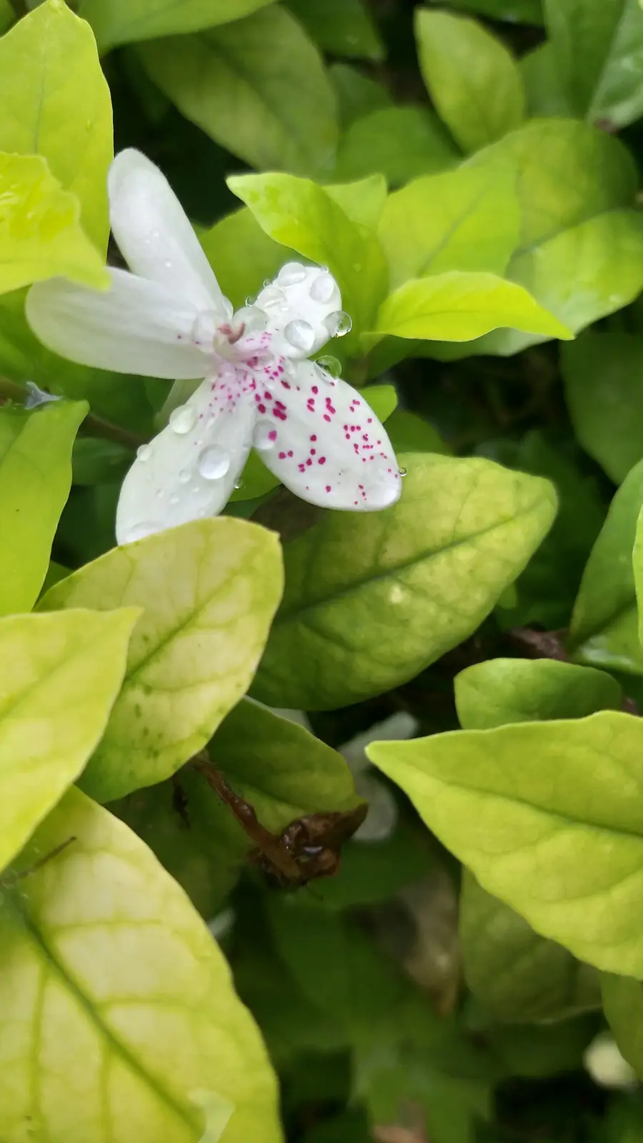A close-up photo shows a white flower with pink speckles and water droplets on its petals, surrounded by vibrant green…