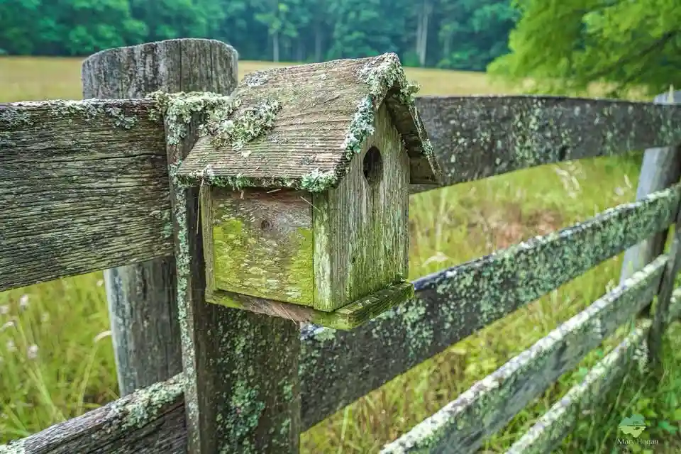 A weathered wooden birdhouse covered in green moss is mounted on a rustic wooden fence post in a grassy field. The birdhouse…