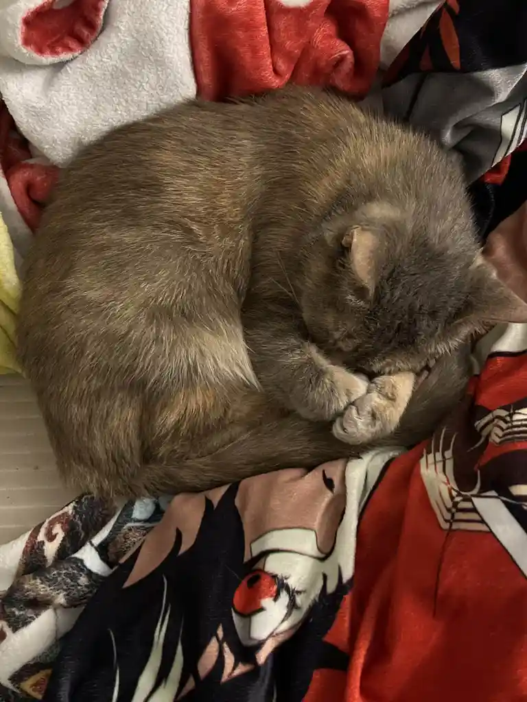 A gray tabby cat is curled up tightly in a ball, sleeping soundly on a pile of colorful blankets, with its paws tucked under…