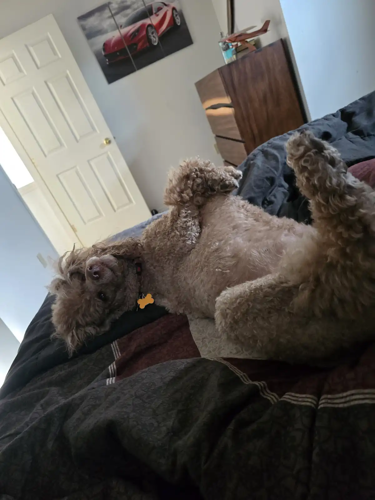 A light brown, curly-haired dog is lying on its back on a bed with its paws up in the air, looking relaxed. The dog wears a…
