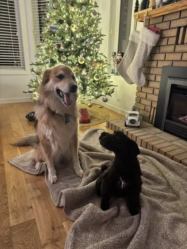 Two dogs sit on a blanket in a cozy living room decorated for Christmas, with a lit tree and fireplace in the background…