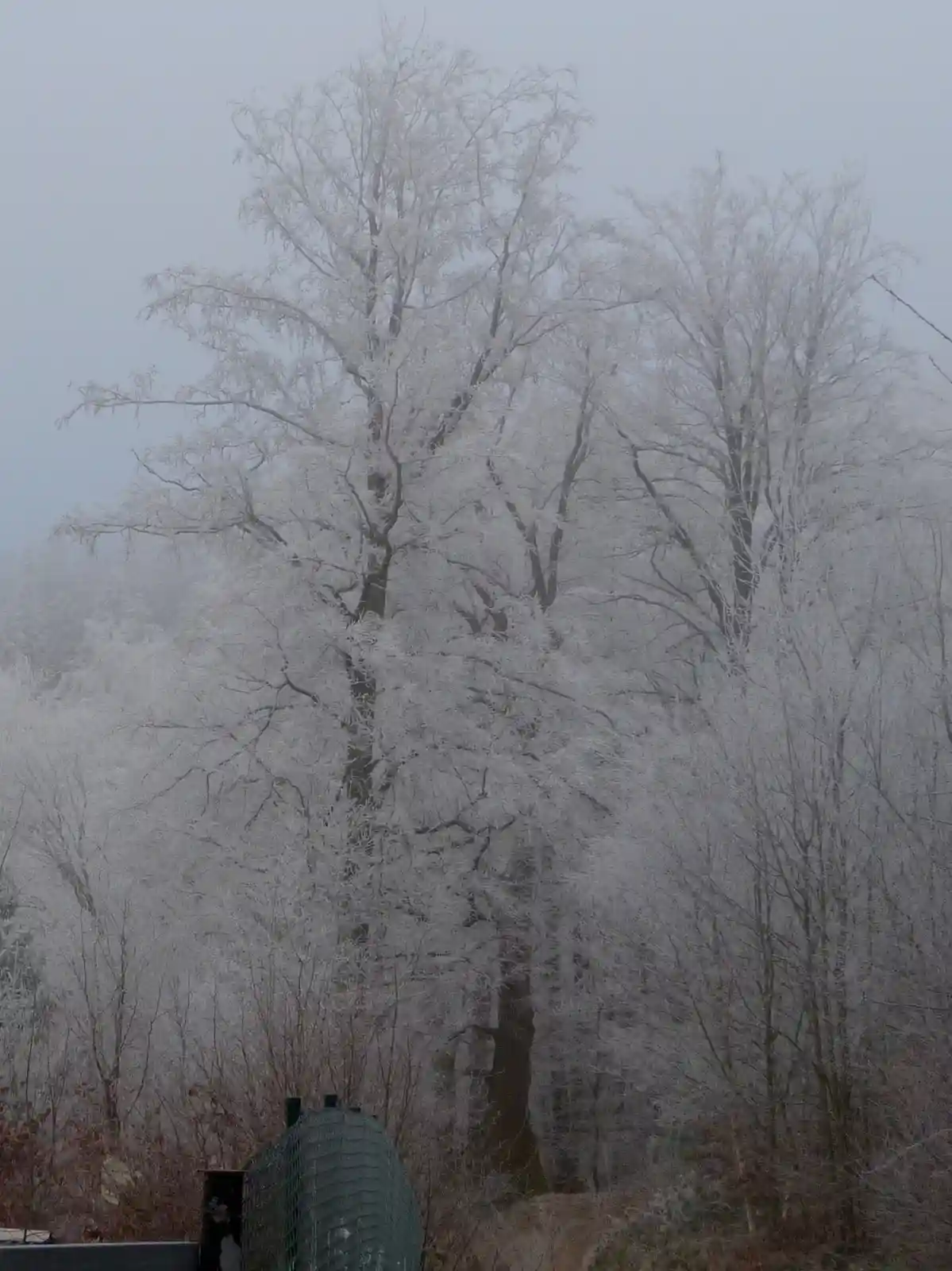 A foggy winter scene shows trees heavily coated in white frost, their bare branches intricately detailed against a gray sky…
